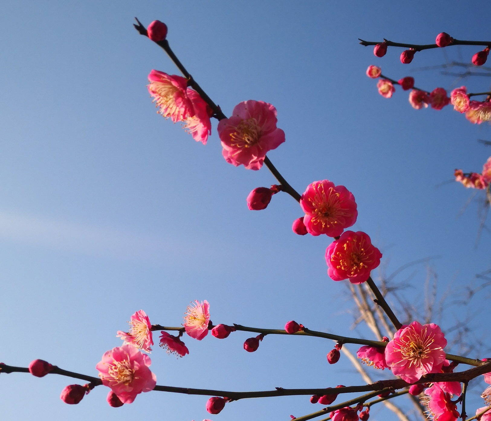 戰(zhàn)疫情守護(hù)家園，富爾頓“疫”在行動